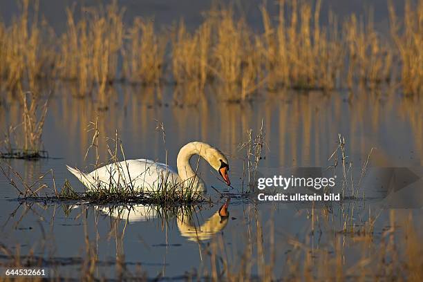 HöckerschwanMute SwanCygnus olorCygne tuberculéCisne Vulgar