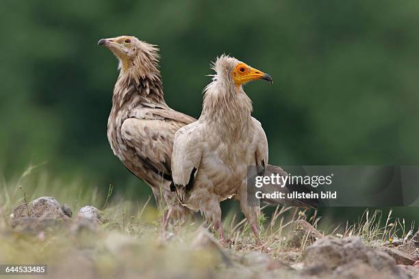 Schmutzgeier; Egyptian Vulture; Neophron percnopterus; Vautour percnoptère; Percnoptère d'Égypte; Alimoche Común