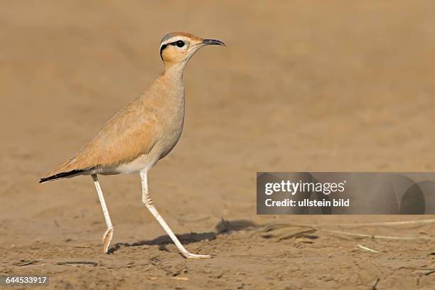 Courser Def 137 Courser Stock Photos, High-Res Pictures, and Images - Getty Images