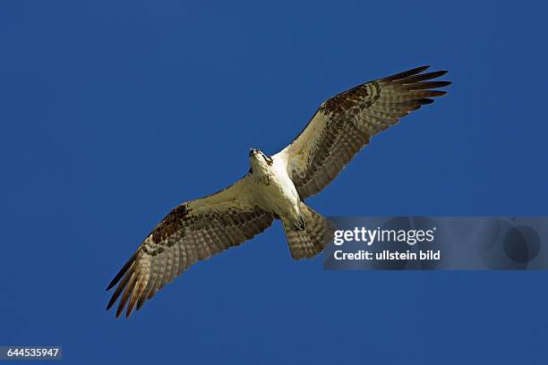 FischadlerOspreyPandion haliaetusBalbuzard p-&nbsp;cheurÁguila Pescadora