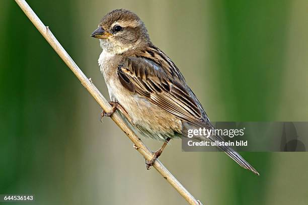 MoabsperlingDead Sea SparrowPasser moabiticusMoineau de la mer MorteGorrión del Mar Muerto