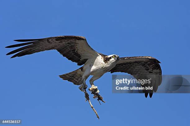 FischadlerOspreyPandion haliaetusBalbuzard p-&nbsp;cheurÁguila Pescadora