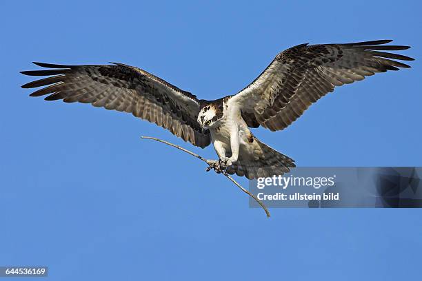 FischadlerOspreyPandion haliaetusBalbuzard p-&nbsp;cheurÁguila Pescadora