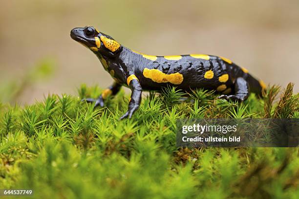 Feuersalamander, Salamandra salamandra, Fire Salamander, salamandra común, salamandre tachetée