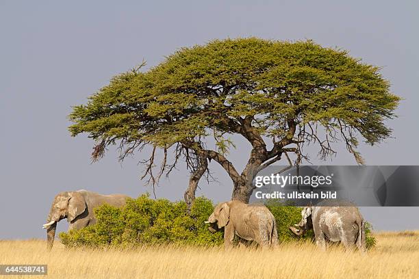 Drei Afrikanische Elefanten suchen Schatten unter einer Schirmakazie, Loxodonta africana,