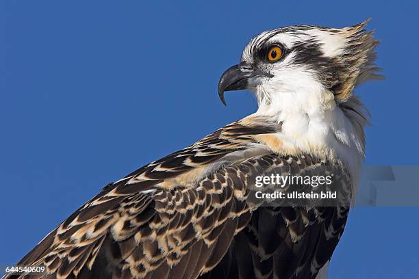 FischadlerOspreyPandion haliaetusBalbuzard p-&nbsp;cheurÁguila Pescadora