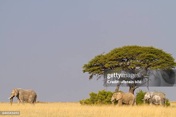 Drei Afrikanische Elefanten suchen Schatten unter einer Schirmakazie, Loxodonta africana,