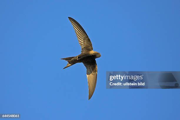 Apus Photos And Premium High Res Pictures Getty Images apus-photos-and-premium-high-res-pictures-getty-images