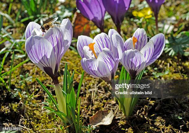 Blauviolett und gestreift bluehende Krokusse im Fruehlingsgarten mit Insektenbesuch