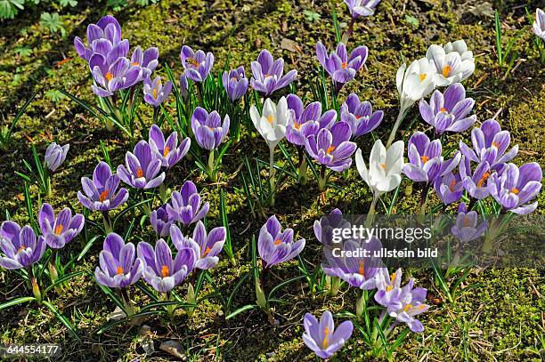 Blauviolett und gestreift bluehende Krokusse im Fruehlingsgarten mit Insektenbesuch