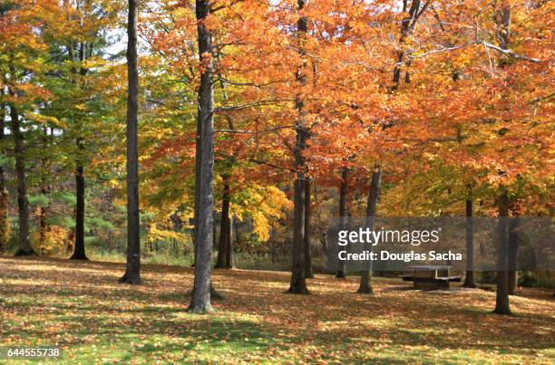 public picnic area during the autumn season - fayetteville foto e immagini stock