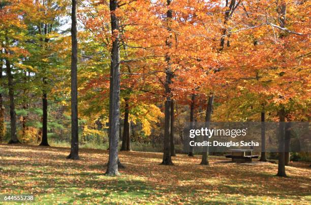 public picnic area during the autumn season - park festival bildbanksfoton och bilder