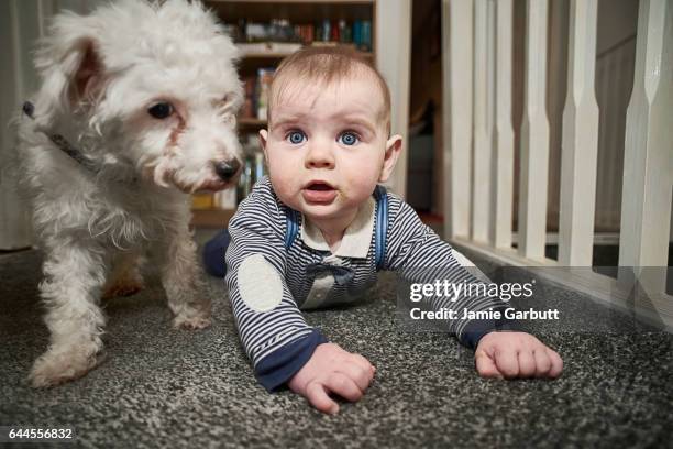 7 month old baby and small dog - newnaivetytrend stock-fotos und bilder