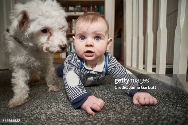 7 month old baby and small dog - newnaivetytrend ストックフォトと画像