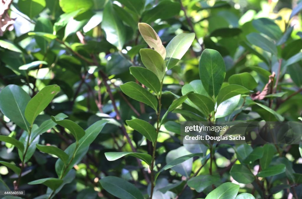Close-up of a Cocoplum perineal plant (chrysobalanus icaco)