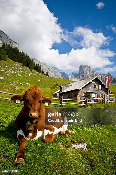 Kuh liegt vor einer Almhütte, Salzburg, Österreich