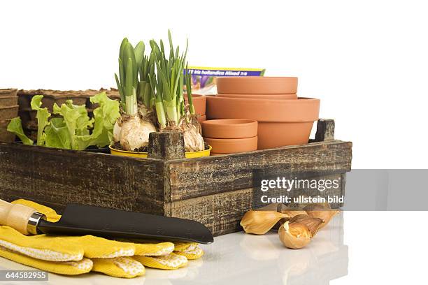 Holzkiste mit Blumentöpfen, Salat, Narzissen und Zwiebeln |Wooden box with flower pots, lettuce, daffodils and onions|