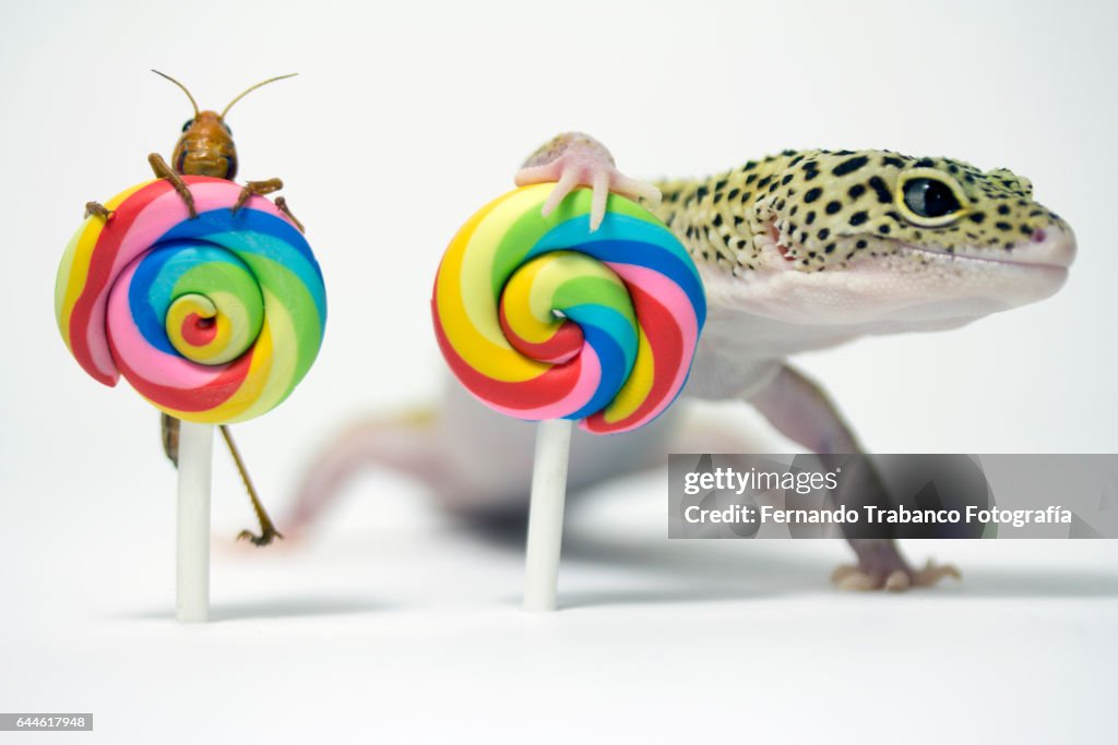 Liz Insect Lizard And Insect Eating A Sweet Colorful Lollipop High-Res Stock Photo ...