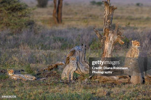 four cheetah siblings in the early morning light in ndutu, tanzania, east africa - cheetah cub stock pictures, royalty-free photos & images