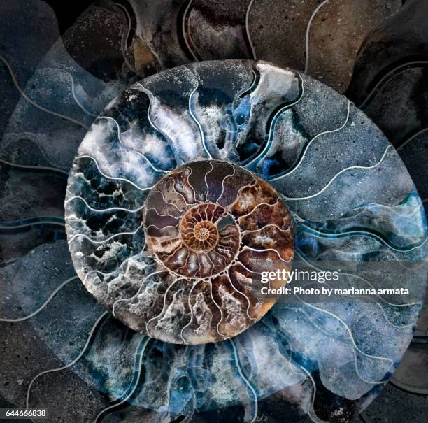 ammonite 1 - shell fossil stock pictures, royalty-free photos & images