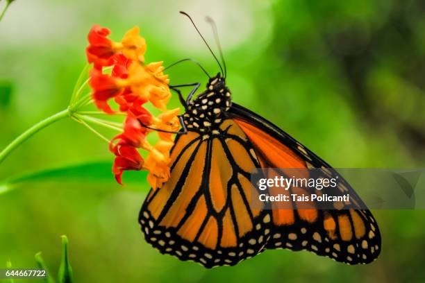 monarch butterfly in the chapultepec park in mexico city, mexico - monarchfalter mexiko stock-fotos und bilder