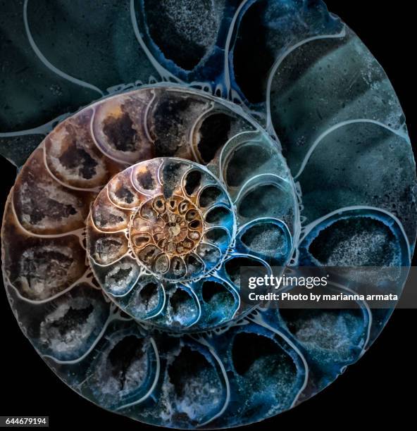 ammonite 3 - shell fossil stock pictures, royalty-free photos & images