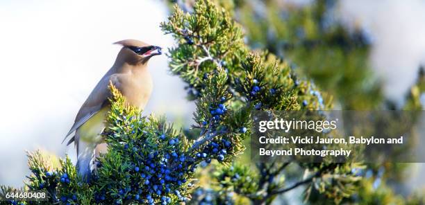 panoramic of cedar waxwing (bombycilla cedrorum) eating berry - leuchtturm fire island stock-fotos und bilder