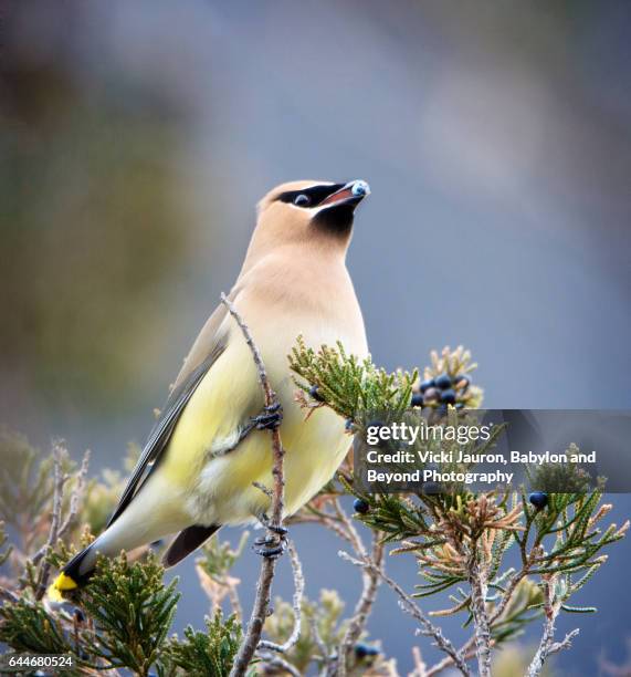 cedar waxwing (bombycilla cedrorum) with berry at fire island - leuchtturm fire island stock-fotos und bilder