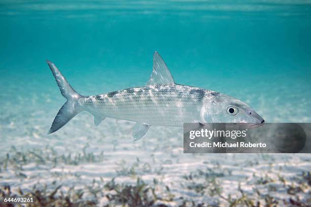 Bonche Fish 322 Bonefish Stock Photos, High-Res Pictures, and Images - Getty Images