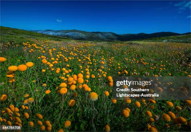 alpine scenery near falls creek in the mountainous region of north east victoria, australia. - high country stock pictures, royalty-free photos & images