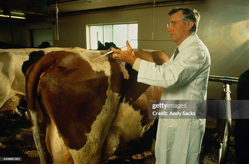 Vet in white coat injecting cow in milking parlour