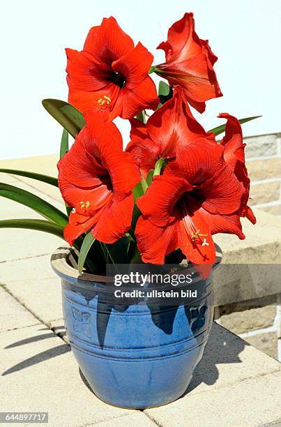 Ueppig purpurrot bluehende Amaryllis oder Ritterstern der Sorte Cape Town als Topfpflanze auf der Gartenterrasse