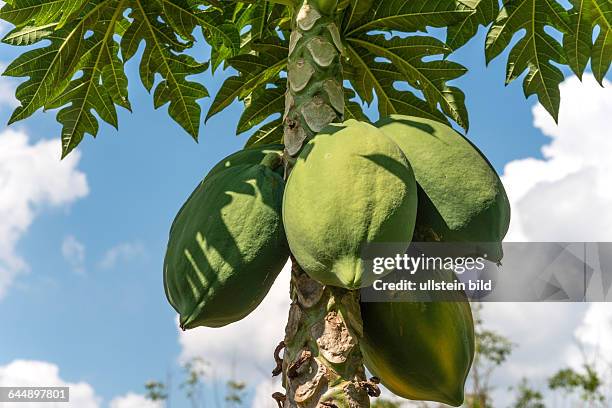 Pawpaw Tree with fruits closeup, Thailand |