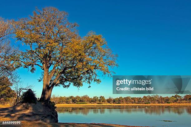 Moremi Feuchtgebiet in Suedafrika