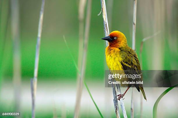 Weberls Insect 30 Webervogel Stock Photos, High-Res Pictures, and Images - Getty Images