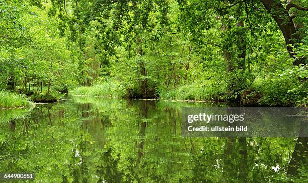 Germany, Luebbenau: The Spreewald, an area of many branches of the Spree. Originated in the ice age is a unique biosphere reserve by UNESCO.