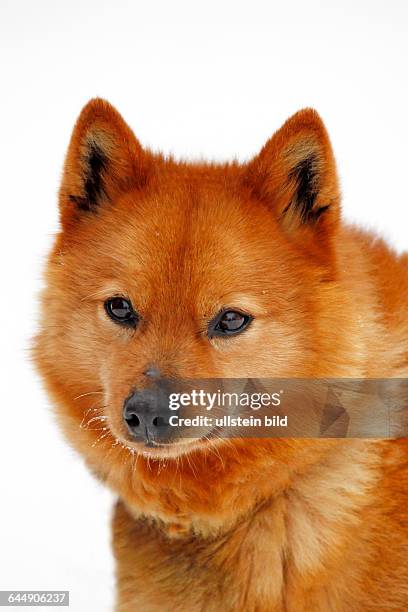 Treuer brauner Hund vor weißem Hintergrund, Finnischer Spitz im Winter, Schlittenhund