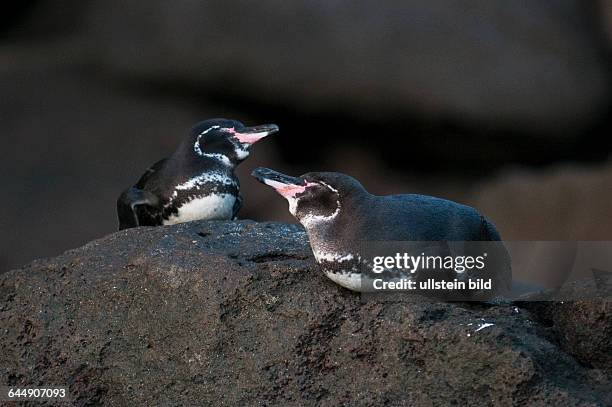 Galapagos penguin , Galapagos Islands, Ecuador.