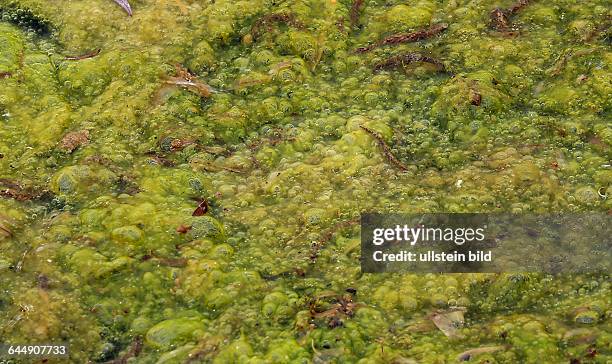 Reinigung der Fomntäne auf der Peissnitz Peißnitz Ziegelwiese von Algen durch die Gewässerreinigungsfirma Vebrio aufs KönnernIm Foto Algen Wasserperst