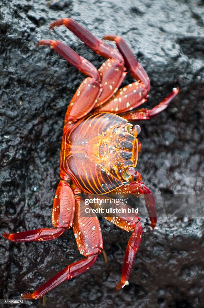 Sally Lightfoot Crab (Grapsus grapsus), Espinosa Point, Isla Fernandina (Fernandina Island), Galapagos Islands, Ecuador.