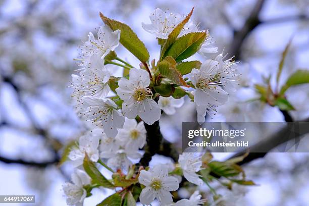 Kirschblüten