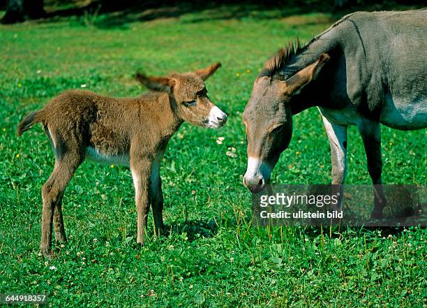 Graue Eselstute mit braunem Fohlen grasen auf sommerlicher Weide