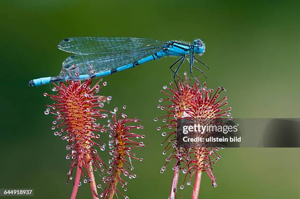 Hufeisen-Azurjungfer, Libelle, Coenagrion puella, Drosera intermedia,