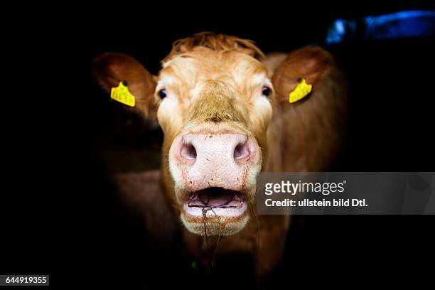 Cow mooes at a farm near Borris, County Carlow, Ireland, 25 March 2014.