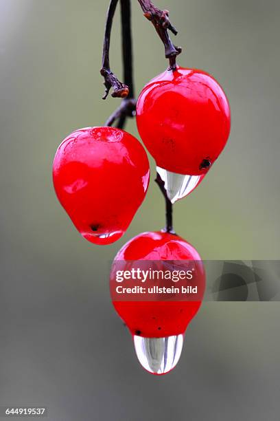 Wassertropfen an Frucht des Schneeballs