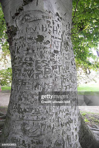 "Ich grüb' es gern in jede Rinde ein; ", Monogramme der Liebe in einer alten Buche, Schlosspark Pillnitz bei Dresden