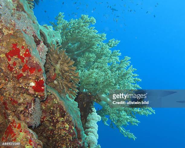 Brokkoli-Koralle, Brother Islands, Rotes Meer, Aegypten / Ägypten