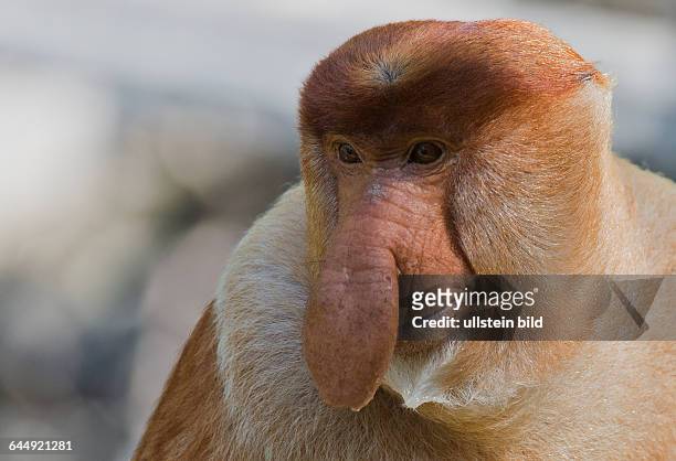 Adult male Proboscis Monkey in Labuk Bay, Sabah, Borneo.