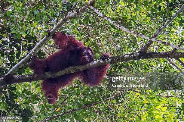 Big, male orangutan in the canopy of the raiforest in Danum Valley, Sabah, Borneo.