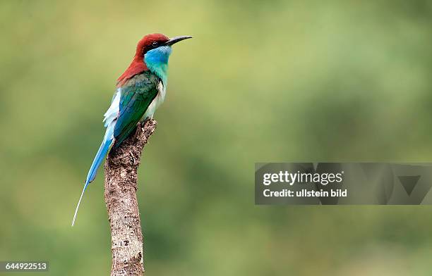 Blue-throated bee-eater, Merops viridis, from Danum Valley, Sabah, Borneo.